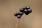 Troëne, Raisin de chien Ligustrum vulgare L., 1753