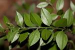 Fragon, Petit houx, Buis piquant Ruscus aculeatus L., 1753