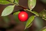 Fragon, Petit houx, Buis piquant Ruscus aculeatus L., 1753