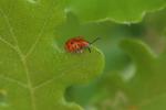 Criocère rouge à points noirs Crioceris duodecimpunctata (Linnaeus, 1758)