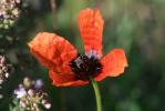 Pavot argémone, Coquelicot Argémone Papaver argemone L., 1753