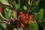 Lentisque, Arbre au mastic Pistacia lentiscus L., 1753