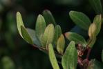 Lentisque, Arbre au mastic Pistacia lentiscus L., 1753