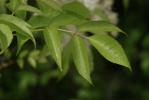 Orne, Frêne à fleurs, Orne d'Europe Fraxinus ornus L., 1753