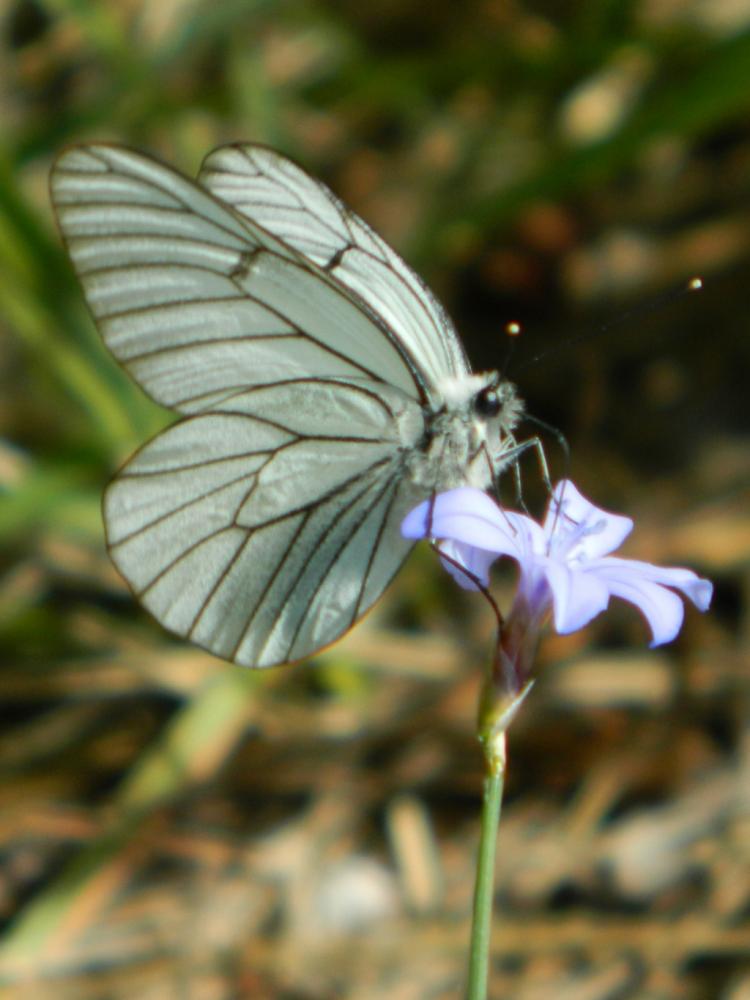 Aphyllanthe de Montpellier, Œillet-bleu-de-Montpel Aphyllanthes monspeliensis L., 1753