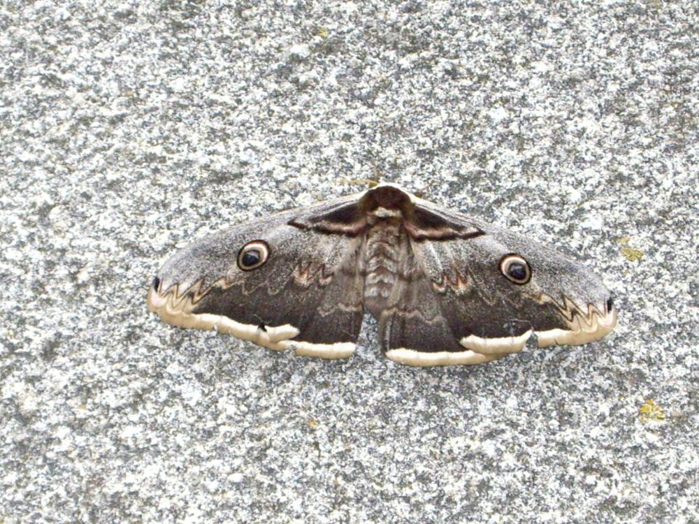 Grand Paon de nuit Saturnia pyri (Denis & Schiffermüller, 1775)