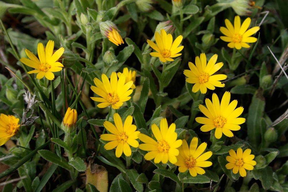 Souci des champs, Gauchefer Calendula arvensis L., 1763