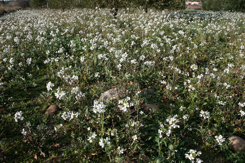 Diplotaxe fausse-roquette, Roquette blanche Diplotaxis erucoides (L.) DC., 1821