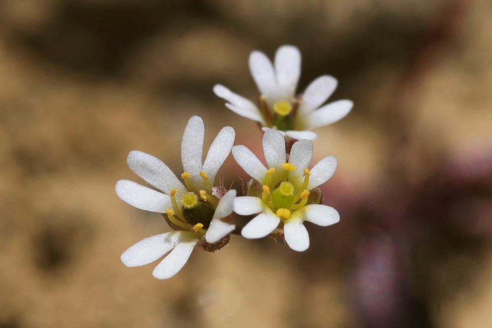 Drave de printemps Draba verna L., 1753