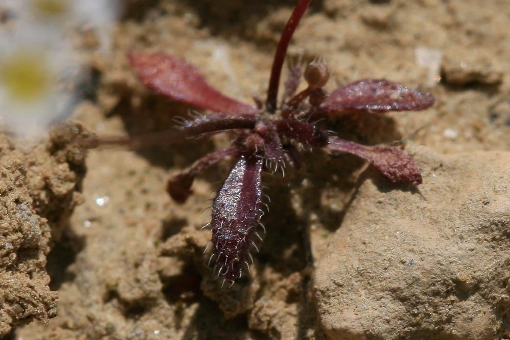 Drave de printemps Draba verna L., 1753