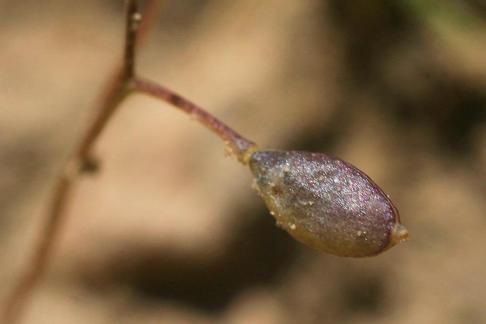 Drave de printemps Draba verna L., 1753