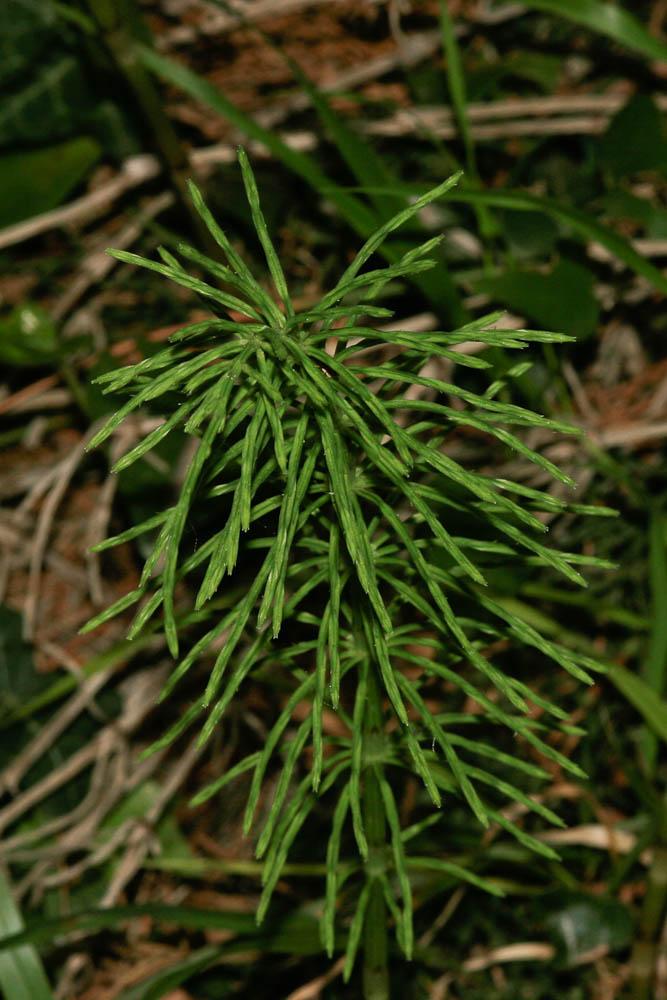 Prêle des champs, Queue-de-renard Equisetum arvense L., 1753