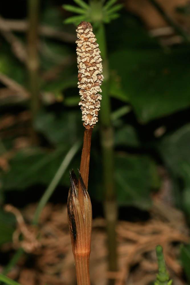 Prêle des champs, Queue-de-renard Equisetum arvense L., 1753