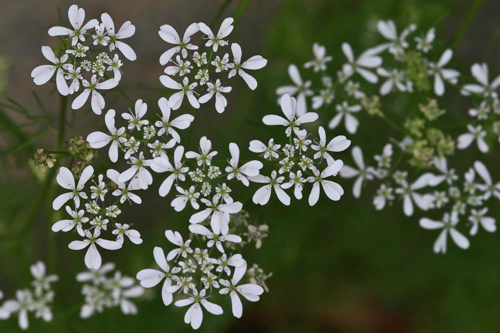 Bifora rayonnante, Sudeur Bifora radians M.Bieb., 1819