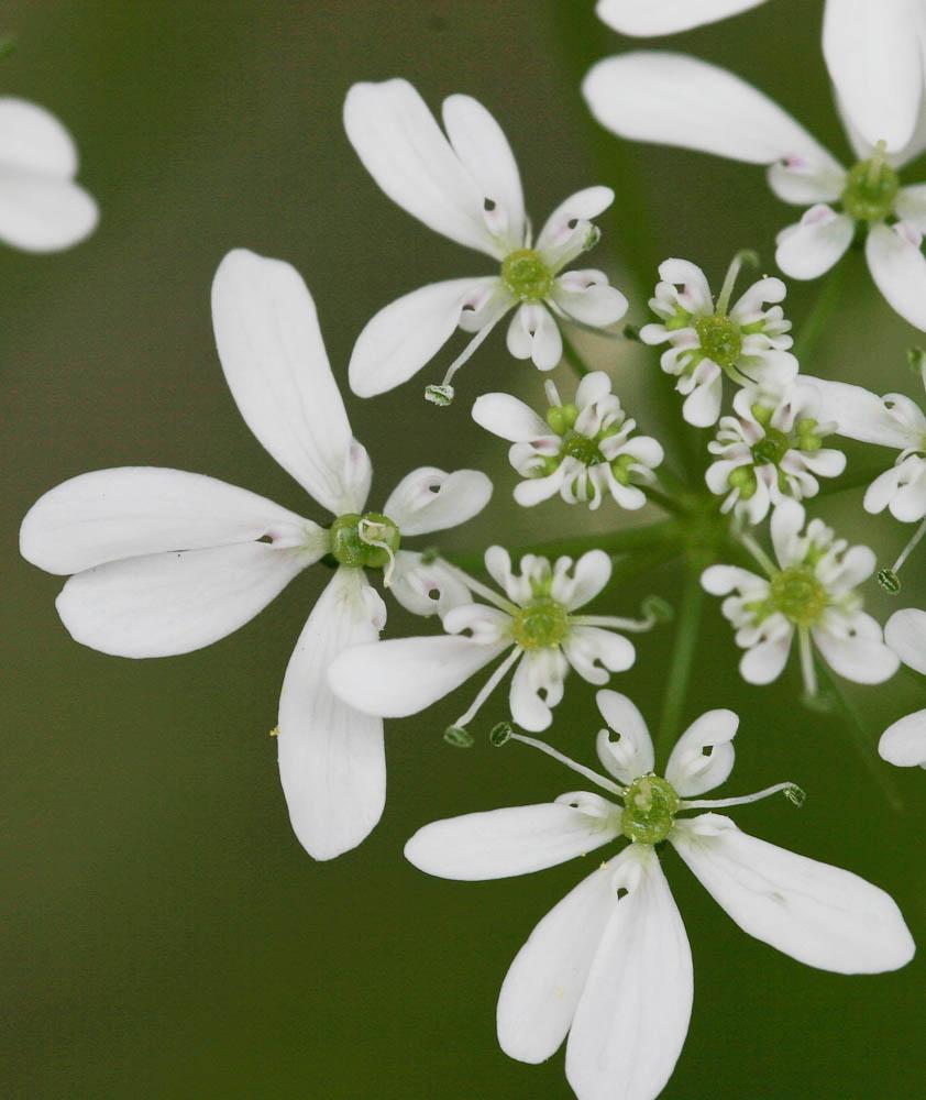 Bifora rayonnante, Sudeur Bifora radians M.Bieb., 1819