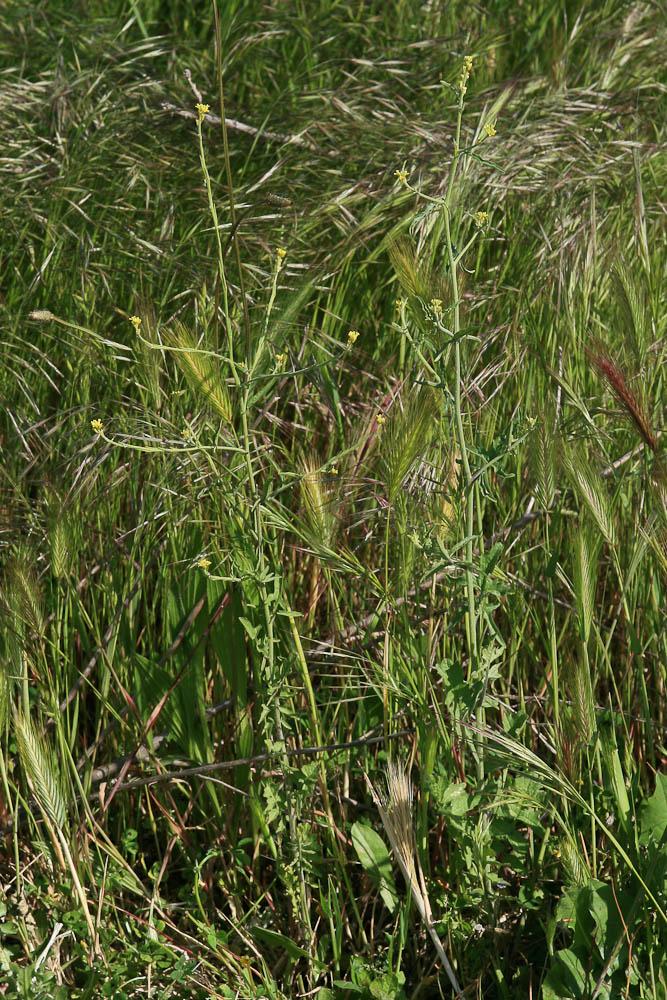 Herbe aux chantres, Sisymbre officinal Sisymbrium officinale (L.) Scop., 1772