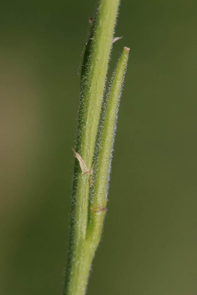 Herbe aux chantres, Sisymbre officinal Sisymbrium officinale (L.) Scop., 1772