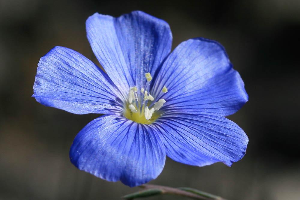 Lin de Narbonne Linum narbonense L., 1753