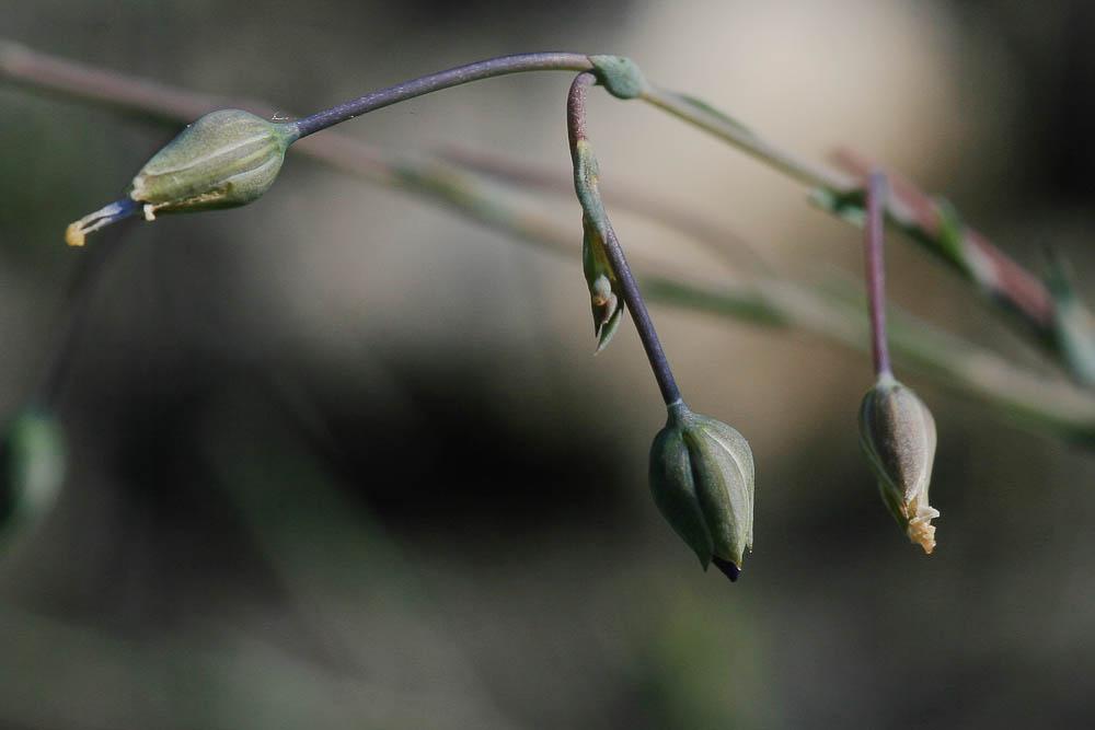 Lin de Narbonne Linum narbonense L., 1753
