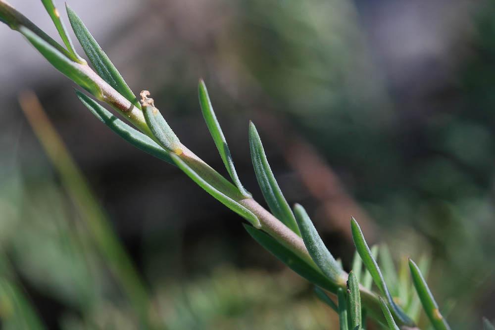 Lin de Narbonne Linum narbonense L., 1753