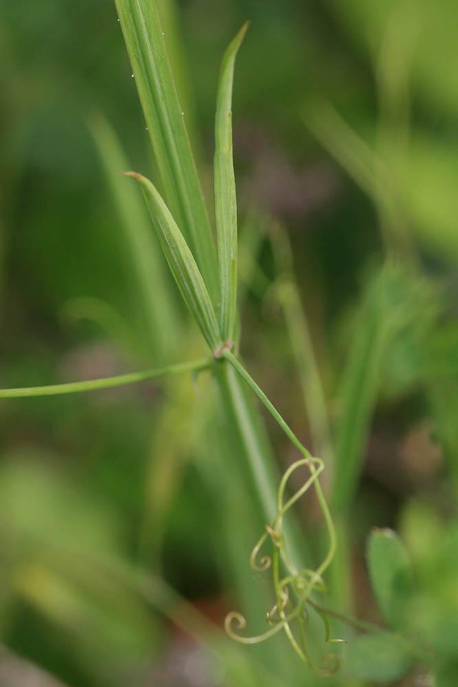 Gesse annuelle Lathyrus annuus L., 1753