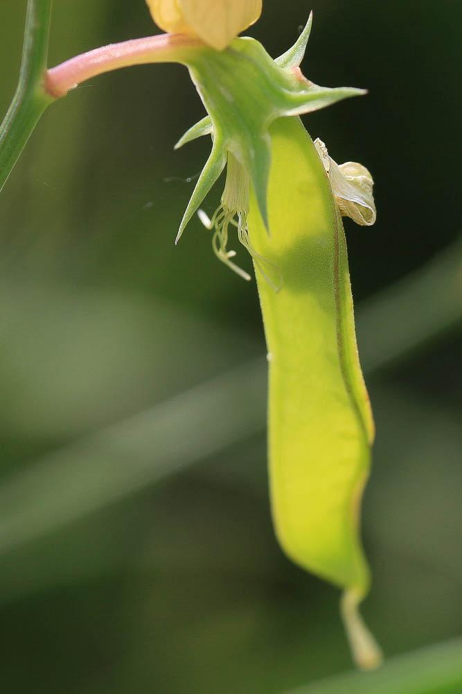 Gesse annuelle Lathyrus annuus L., 1753