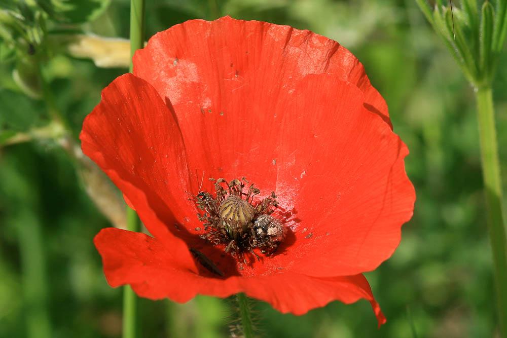 Coquelicot Papaver rhoeas L., 1753
