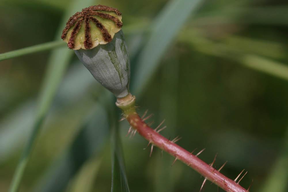 Coquelicot Papaver rhoeas L., 1753