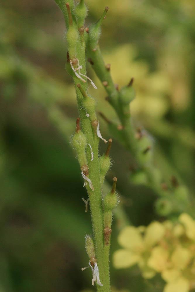 Rapistre rugueux, Ravaniscle Rapistrum rugosum (L.) All., 1785