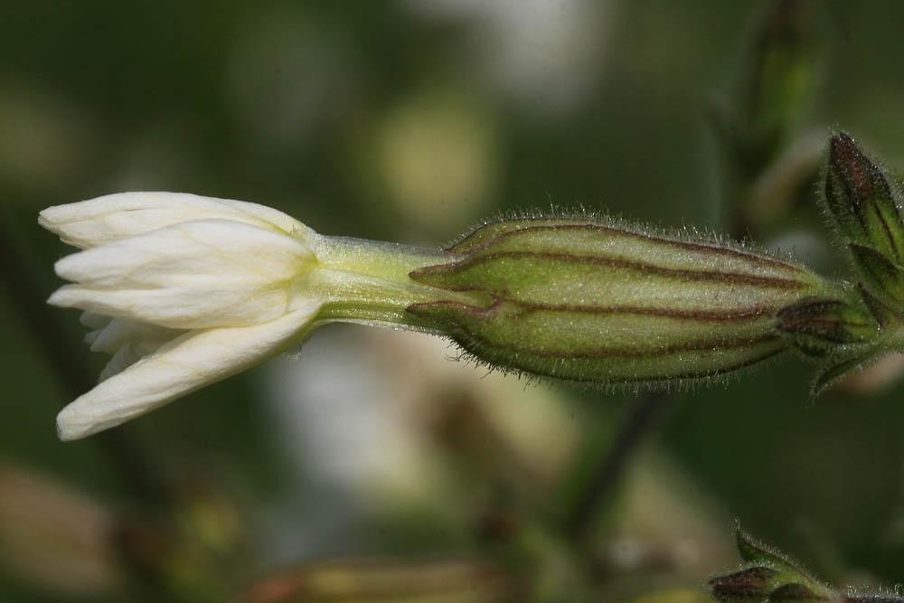 Compagnon blanc, Silène à feuilles larges Silene latifolia Poir., 1789