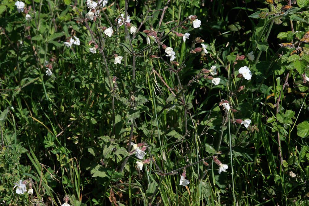 Compagnon blanc, Silène à feuilles larges Silene latifolia Poir., 1789