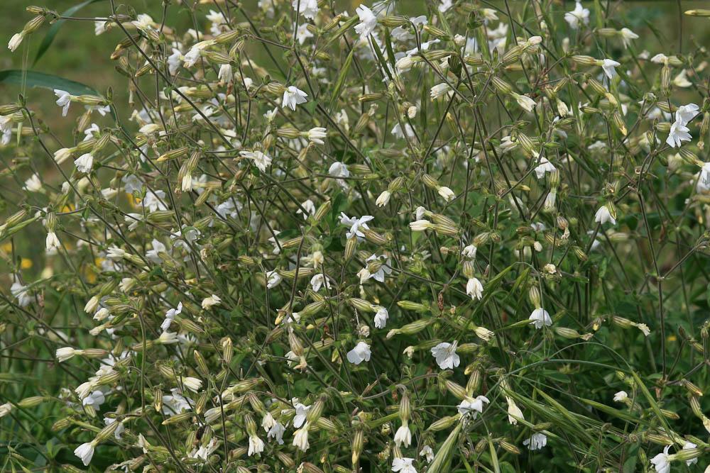 Compagnon blanc, Silène à feuilles larges Silene latifolia Poir., 1789