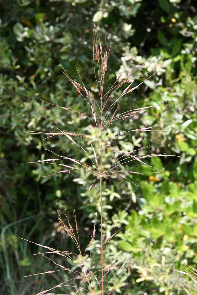 Chrysopogon grillon Chrysopogon gryllus (L.) Trin., 1820