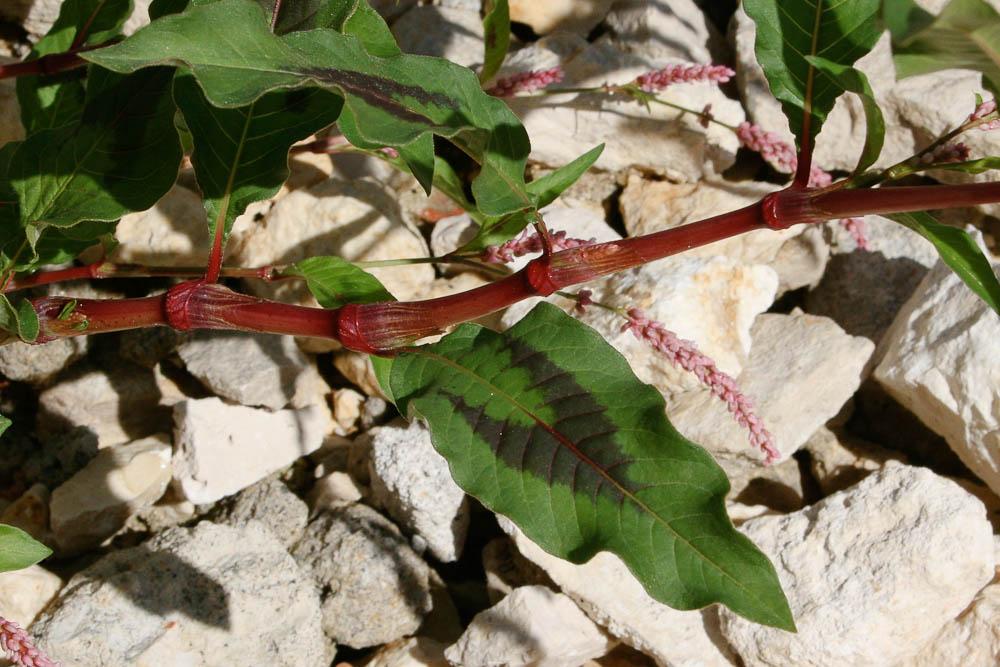 Renouée Persicaire Persicaria maculosa Gray, 1821