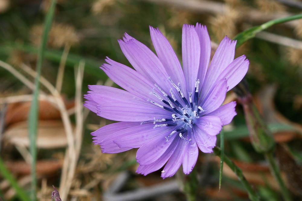 Laitue vivace, Lâche Lactuca perennis L., 1753