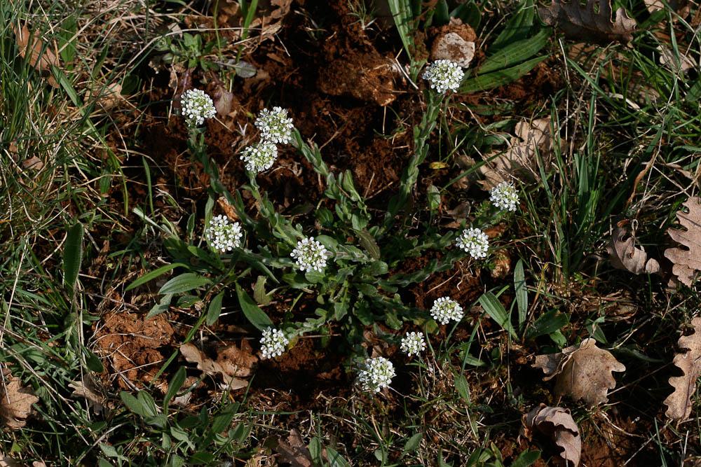 Passerage hérissée Lepidium hirtum (L.) Sm., 1818