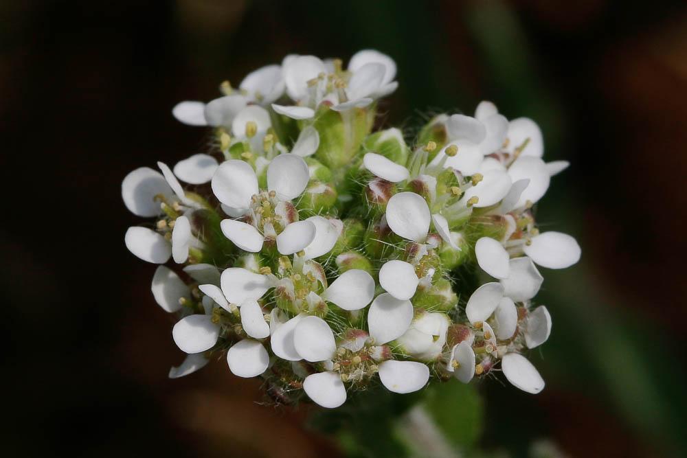 Passerage hérissée Lepidium hirtum (L.) Sm., 1818