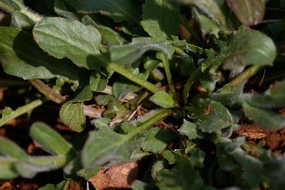 Passerage hérissée Lepidium hirtum (L.) Sm., 1818