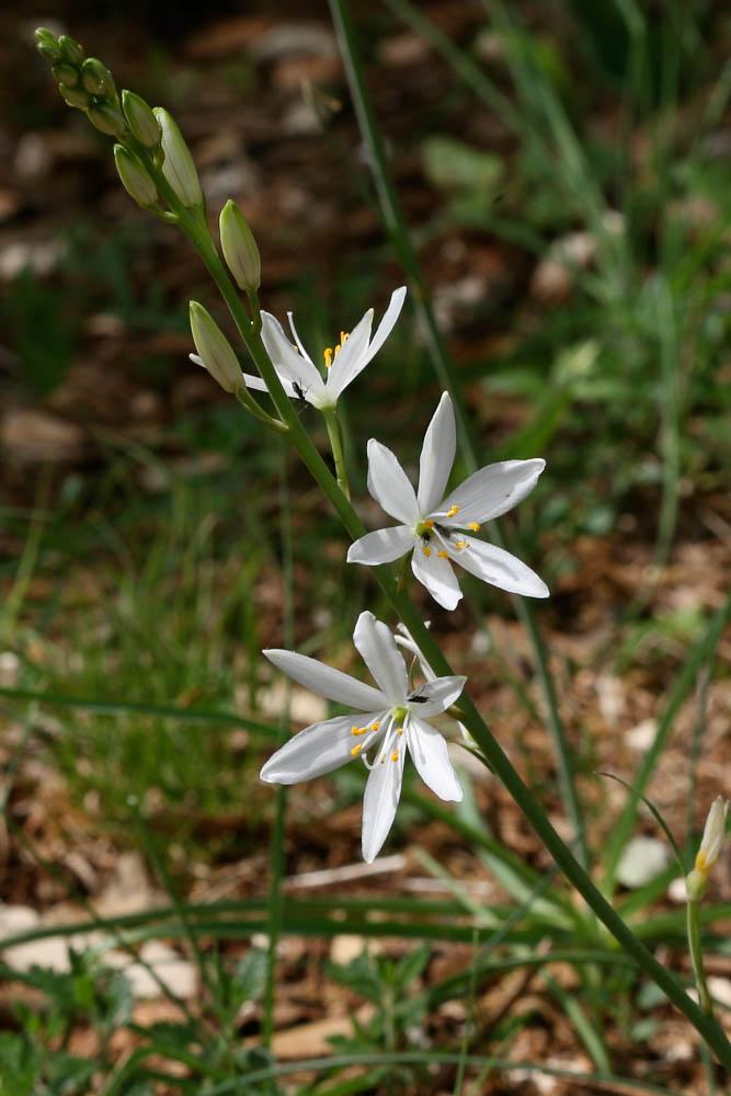 Phalangère à fleurs de lys, Phalangère petit-lis,  Anthericum liliago L., 1753