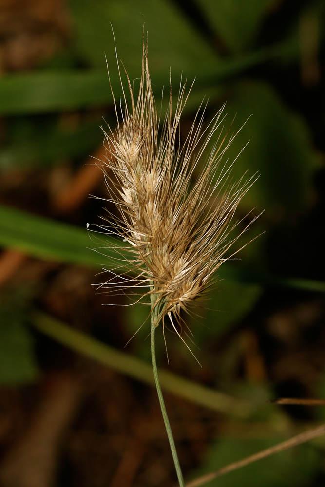 La Crételle hérissée, Crételle épineuse Cynosurus echinatus L., 1753
