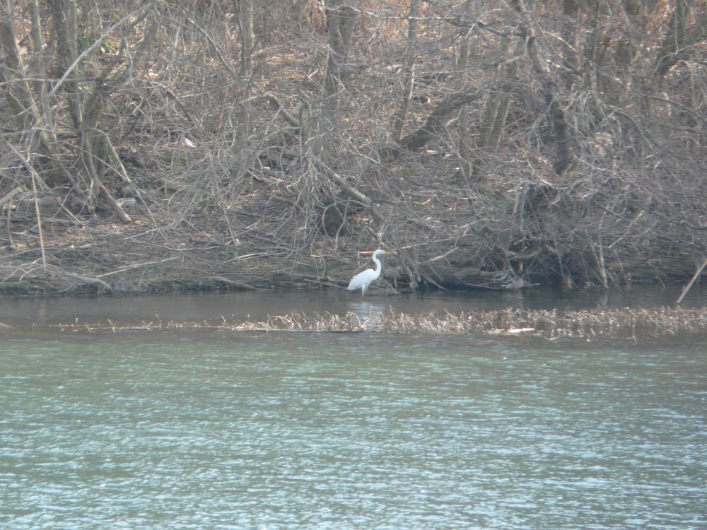 Grande Aigrette Ardea alba Linnaeus, 1758