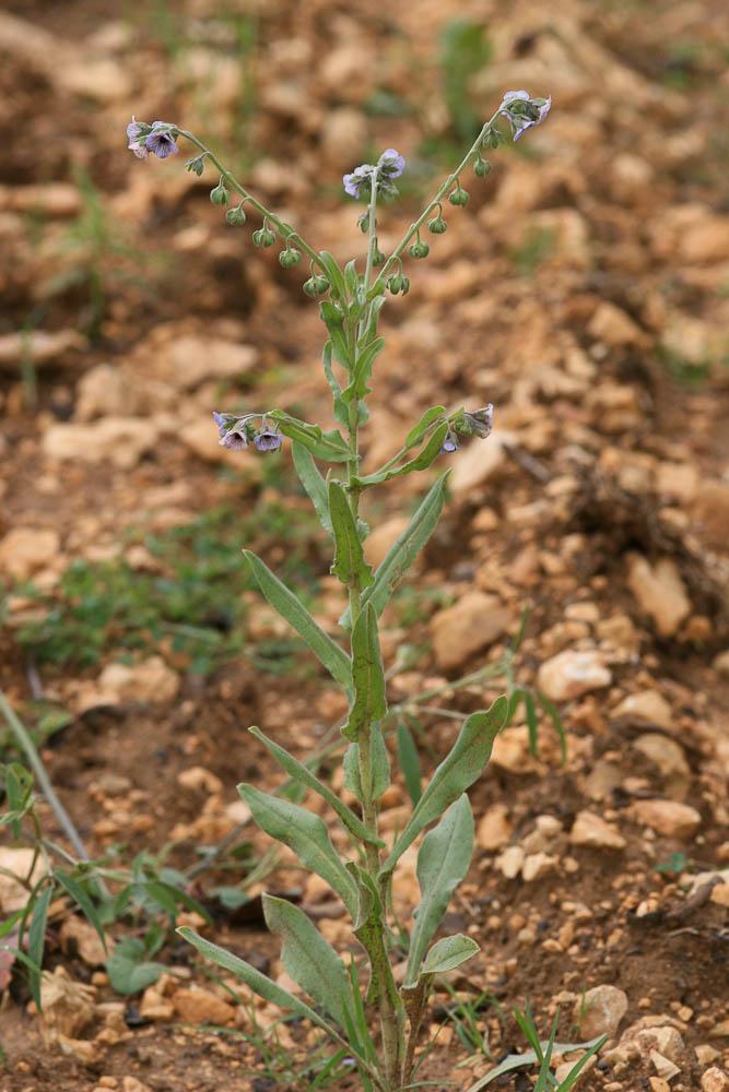 Cynoglosse de Crête, Cynoglosse peint Cynoglossum creticum Mill., 1768