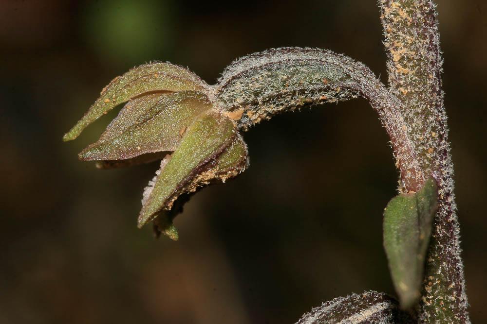 Épipactis à petites feuilles Epipactis microphylla (Ehrh.) Sw., 1800