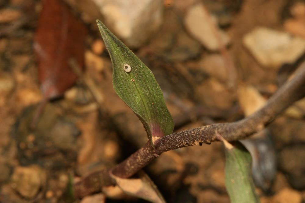 Épipactis à petites feuilles Epipactis microphylla (Ehrh.) Sw., 1800