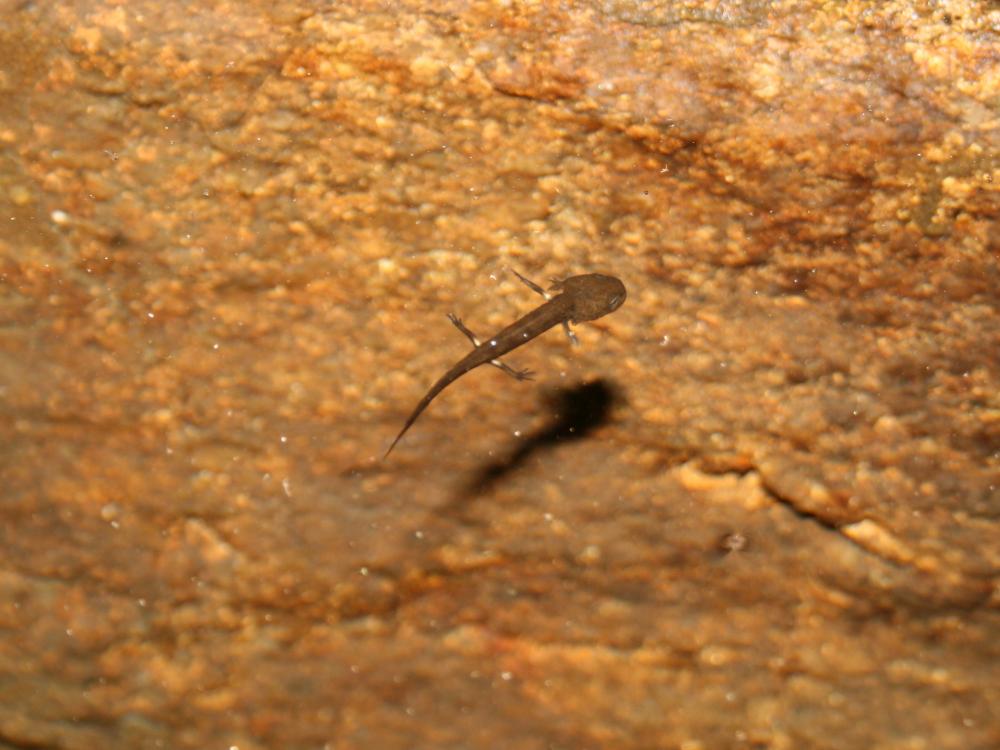 Salamandre tachetée Salamandra salamandra (Linnaeus, 1758)