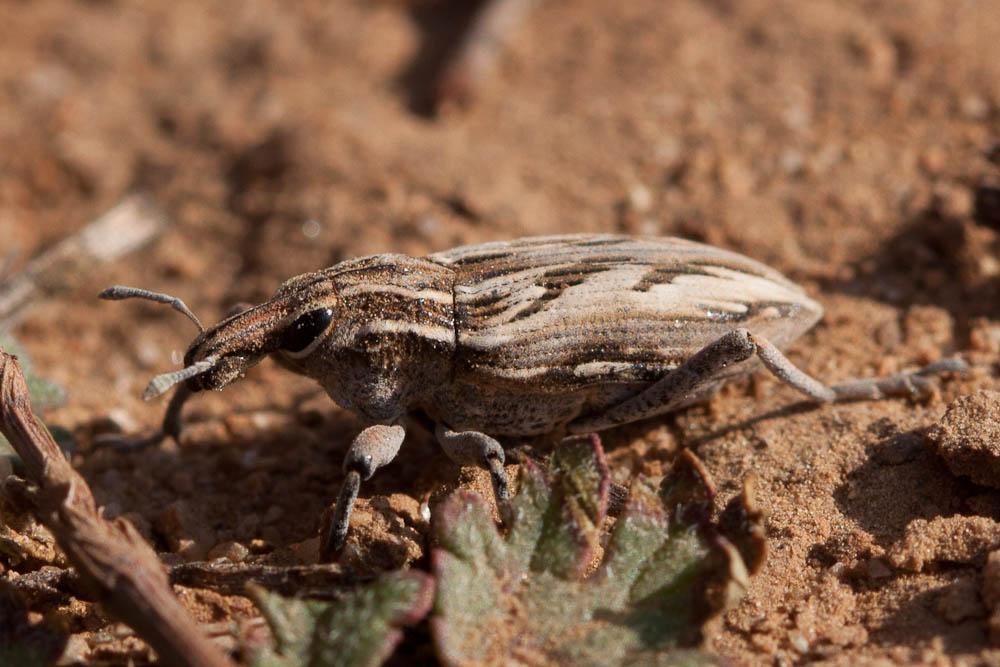  Coniocleonus nigrosuturatus (Goeze, 1777)