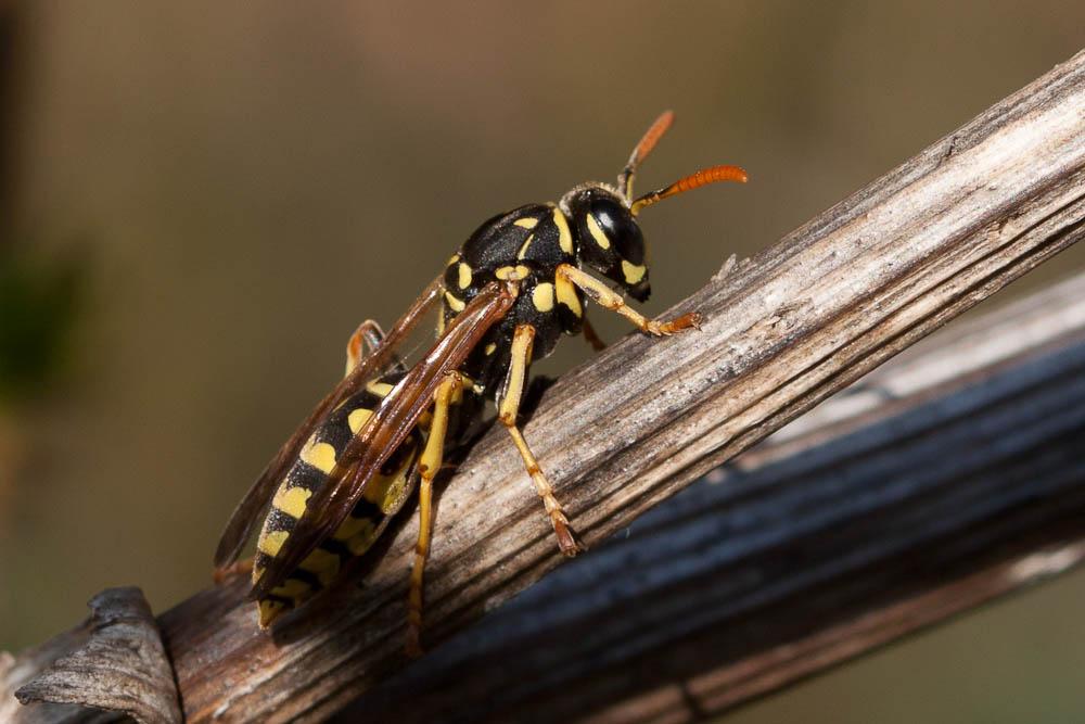 Guêpe poliste Polistes dominula (Christ, 1791)