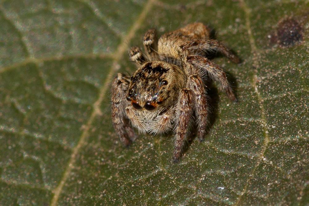 Carrhotus xanthogramma (Latreille, 1819)