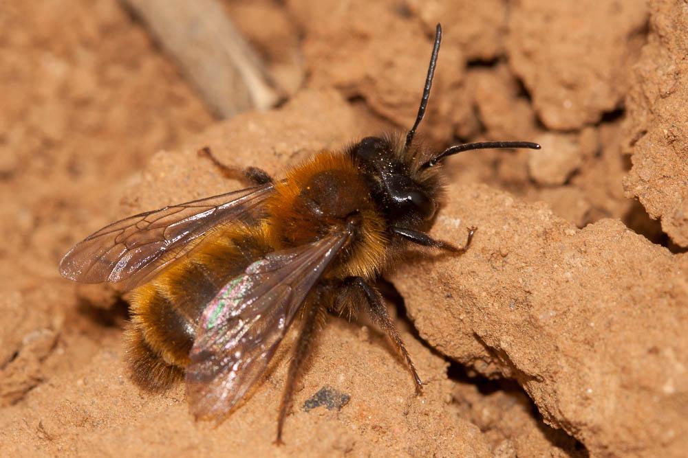  Andrena fulva (Müller, 1766)