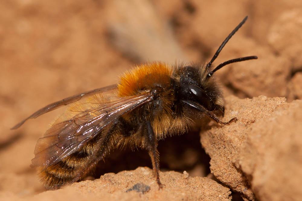 Andrena fulva (Müller, 1766)